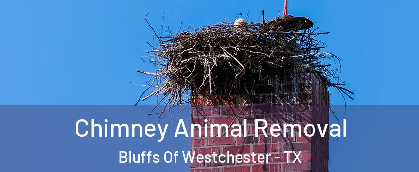 Chimney Animal Removal Bluffs Of Westchester - TX