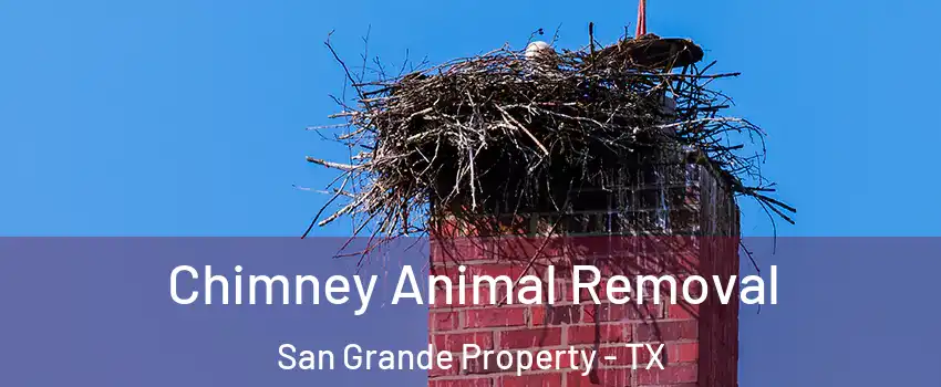 Chimney Animal Removal San Grande Property - TX
