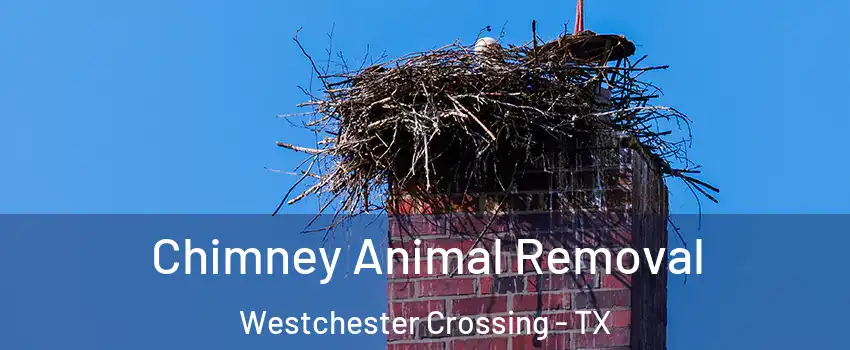 Chimney Animal Removal Westchester Crossing - TX